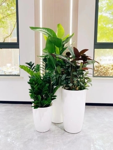 奉化绿化养护服务好